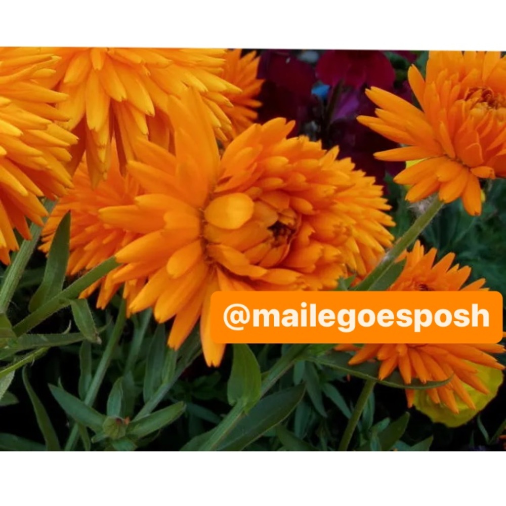 Art Photograph Print orange dahlia flowers Alaska 8X10” floral garden photo